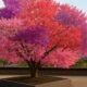 El árbol Frankenstein: la obra viva que produce más de 40 frutas distintas